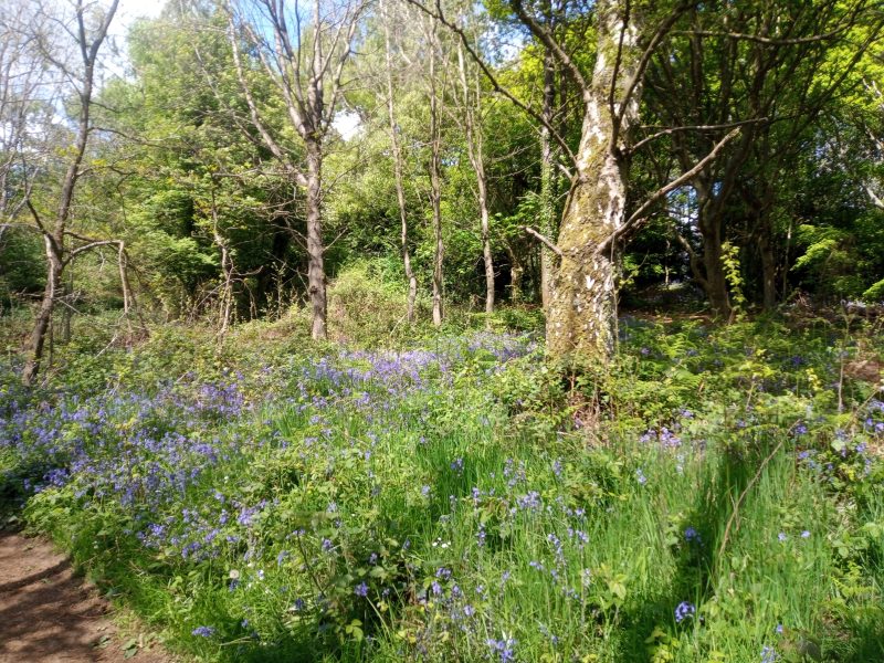 A photo of deciduous trees and a woodland clearing filled with bluebells, in sunshine.