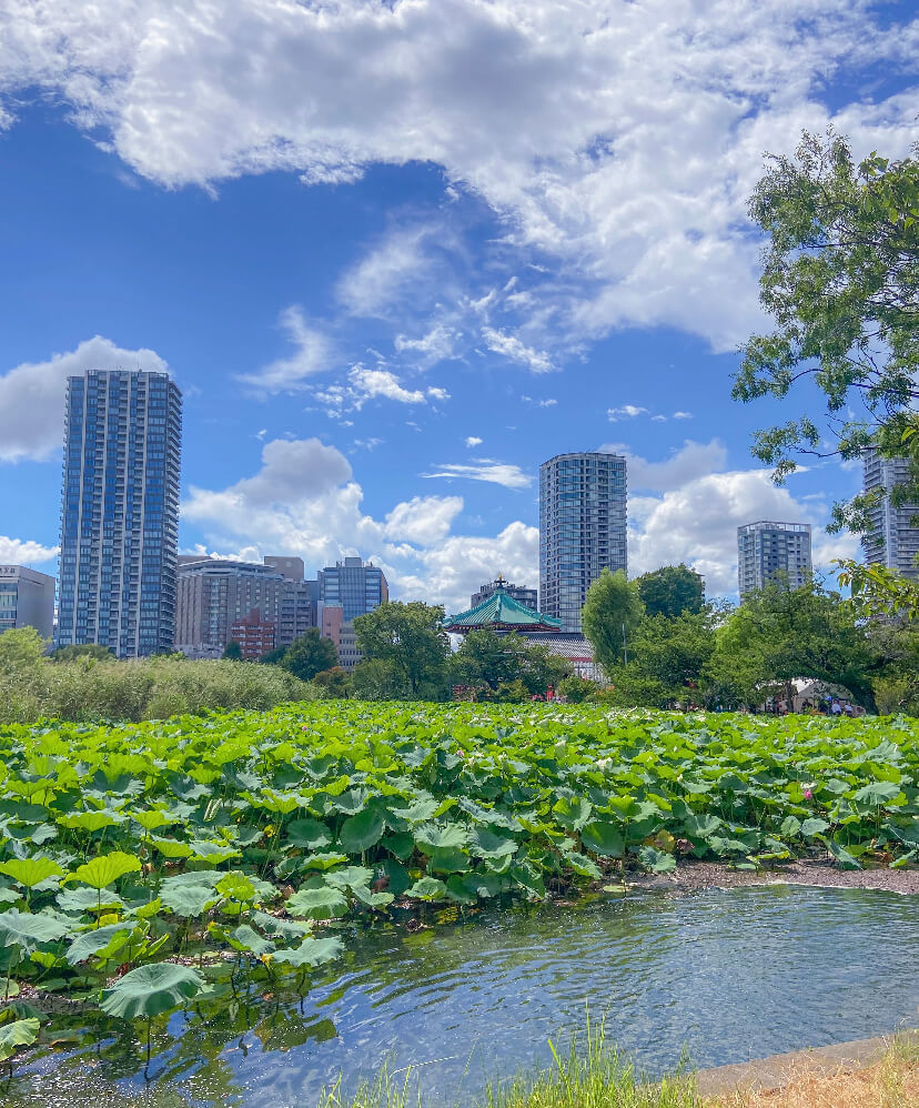 Image of Ueno Park in Tokyo, Japan taken by Alice Grant. View of water with plants, and tall buildings in the background.