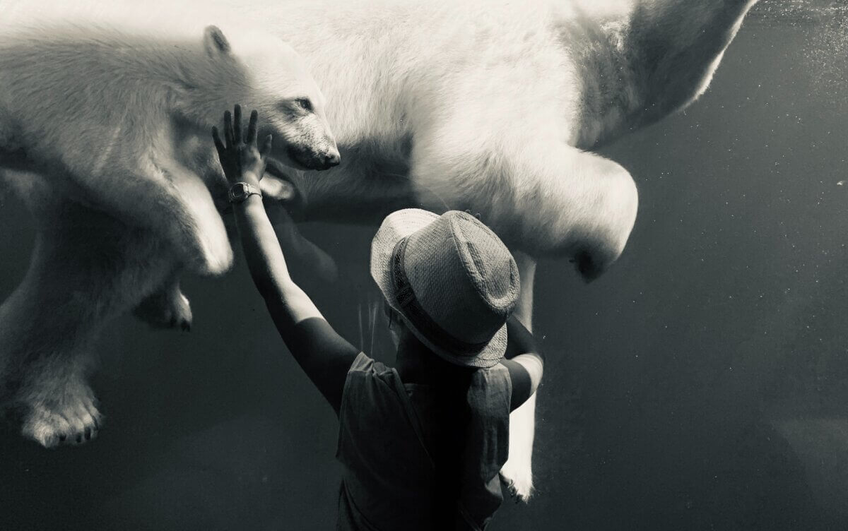 Woman Reaching Her Hand and Touching the Window in a Zoo Behind Which Polar Bears Swim