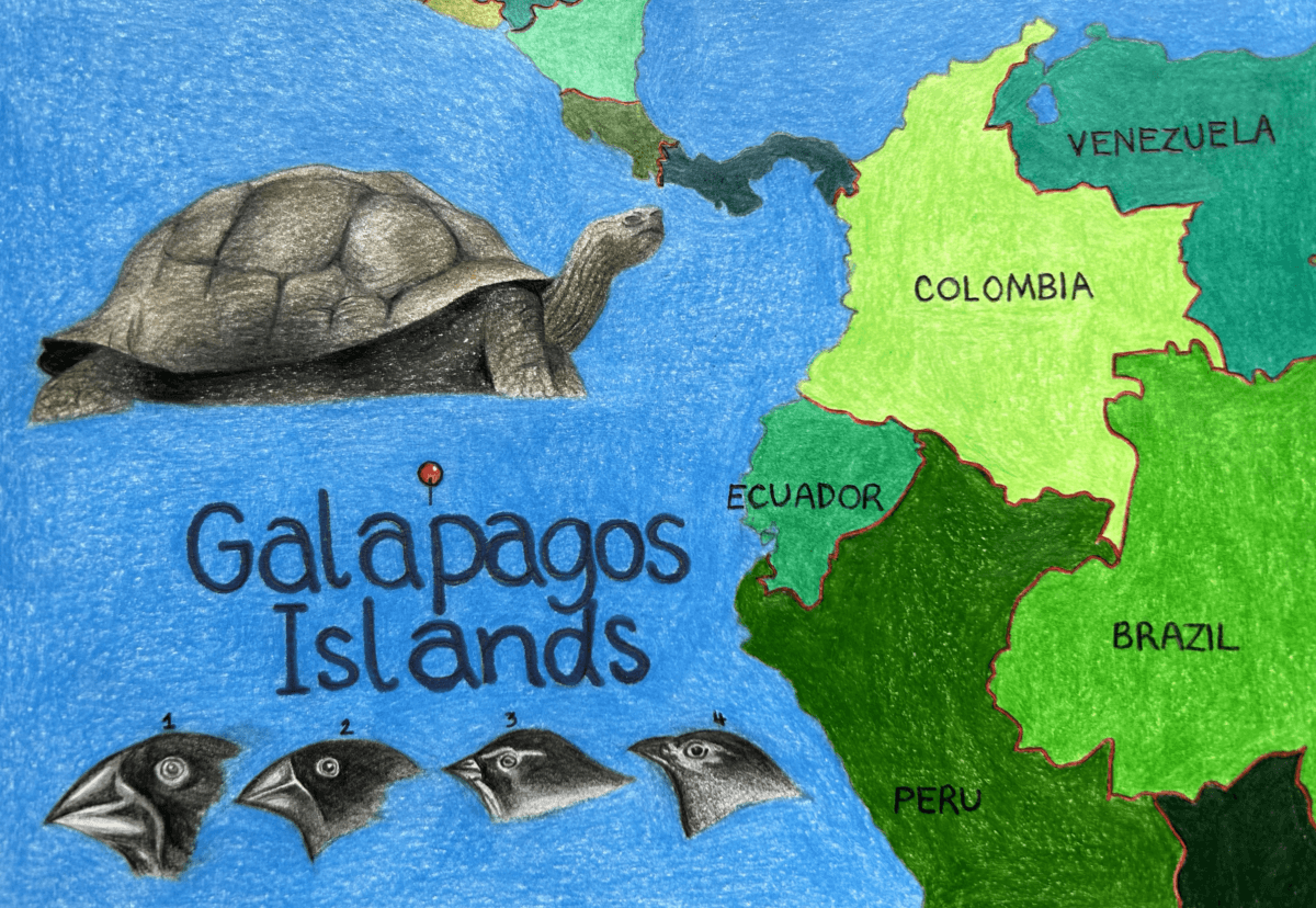 Pencil illustration of Galapagos Islands, Galapagos tortoise and Darwin's Finches.