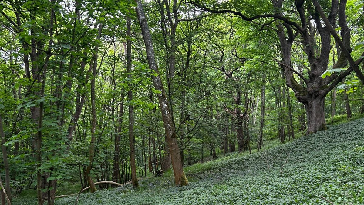 A vibrant green forest with a sloping ground.
