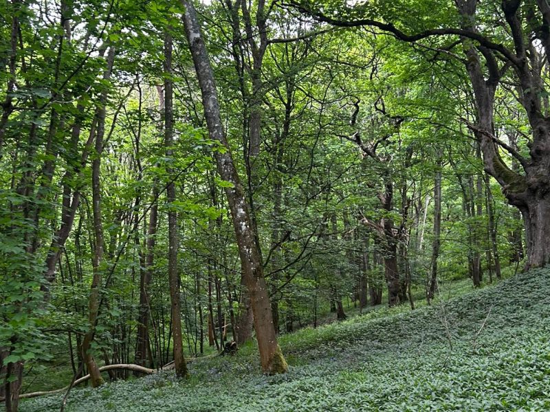 A vibrant green forest with a sloping ground.