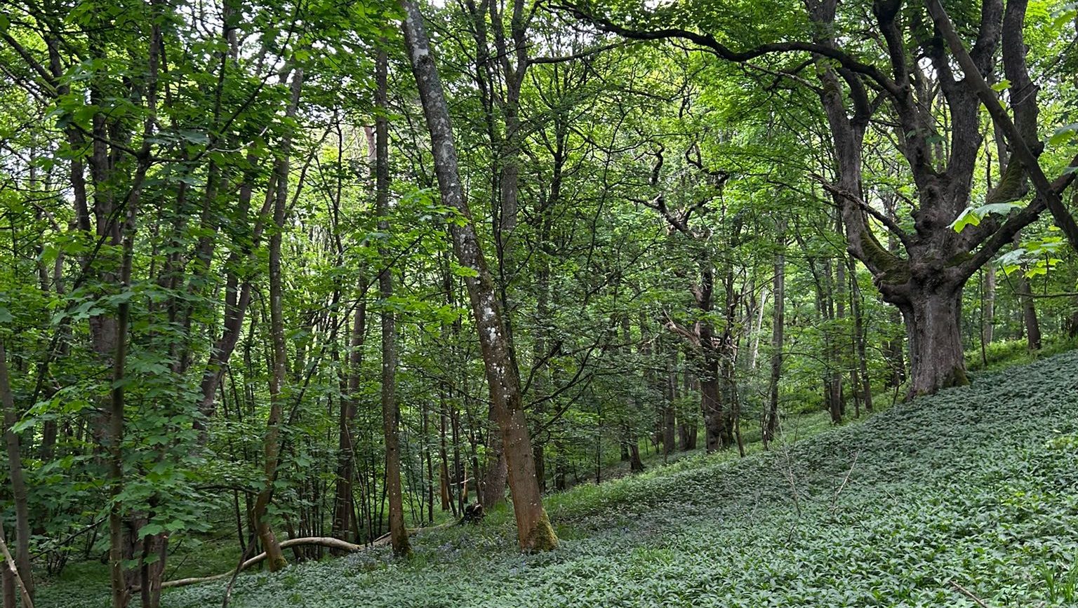 A vibrant green forest with a sloping ground.