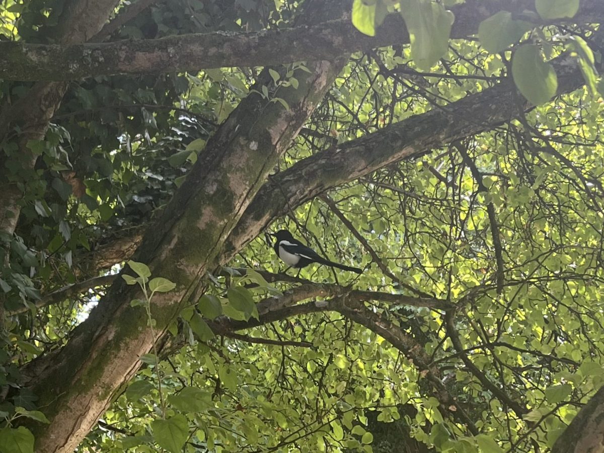 A photo of a magpie sitting in a tree, surrounded by foliage.