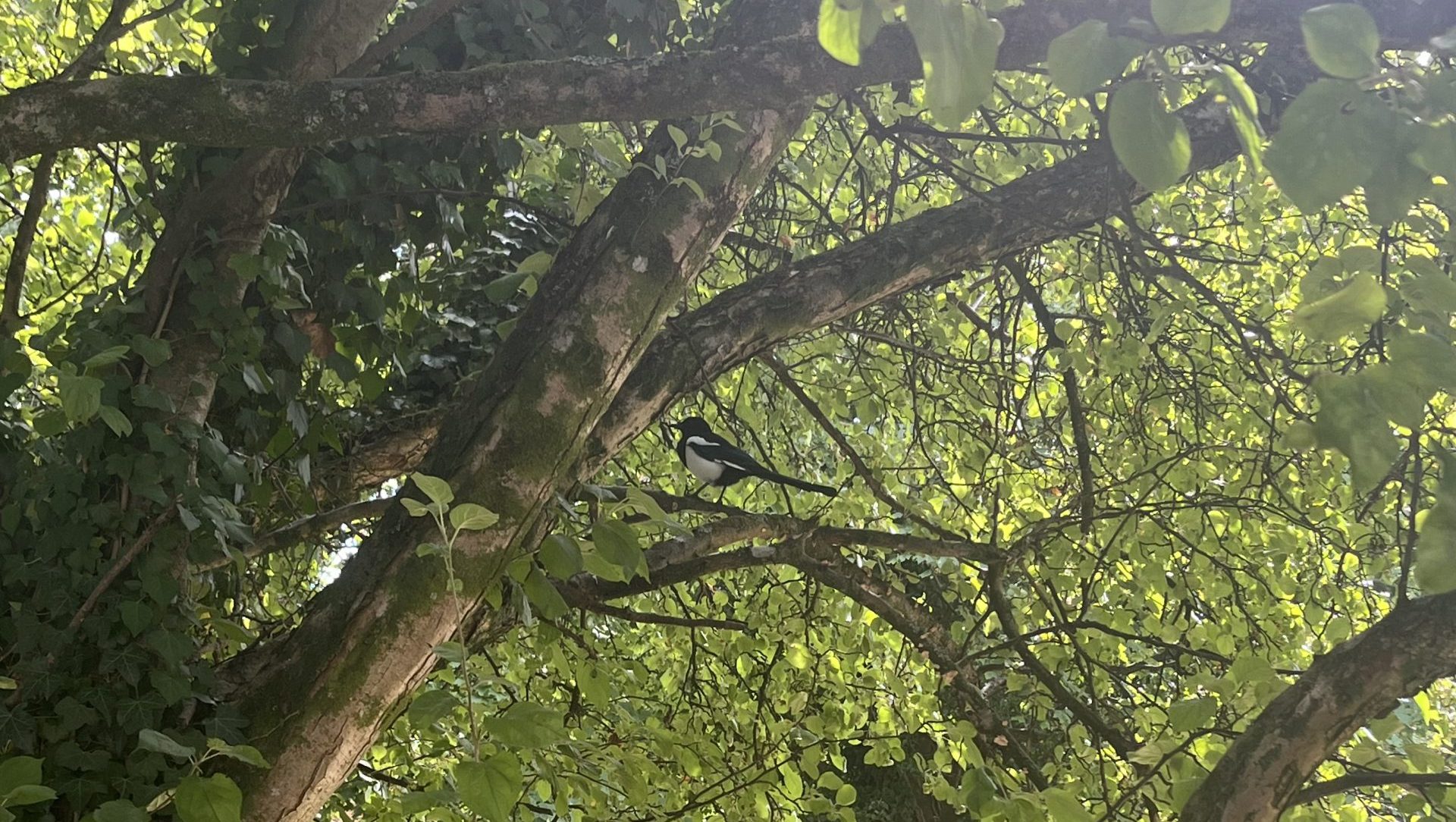 A photo of a magpie sitting in a tree, surrounded by foliage.