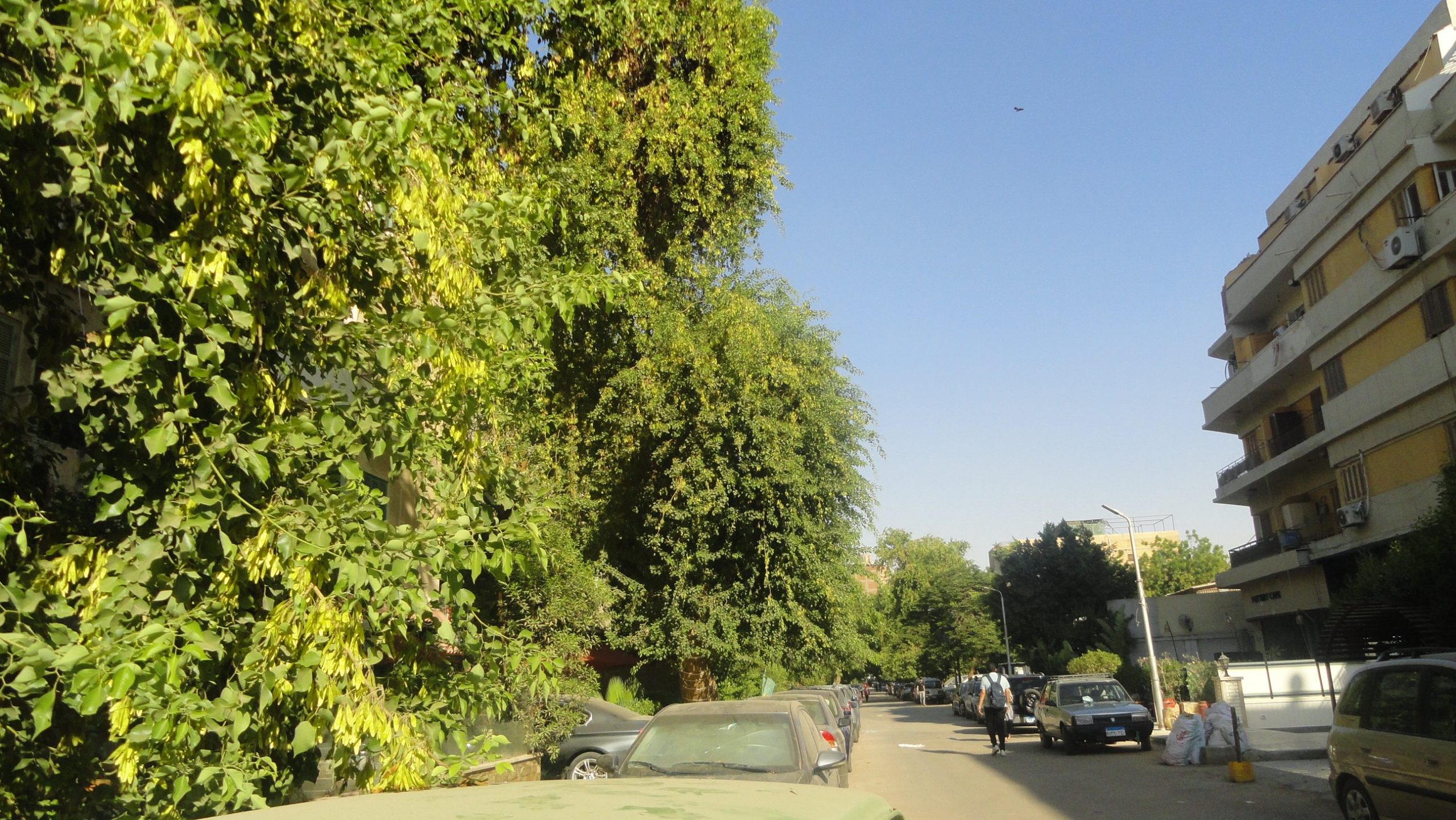 Molasses: The Movie that Defined a Diaspora