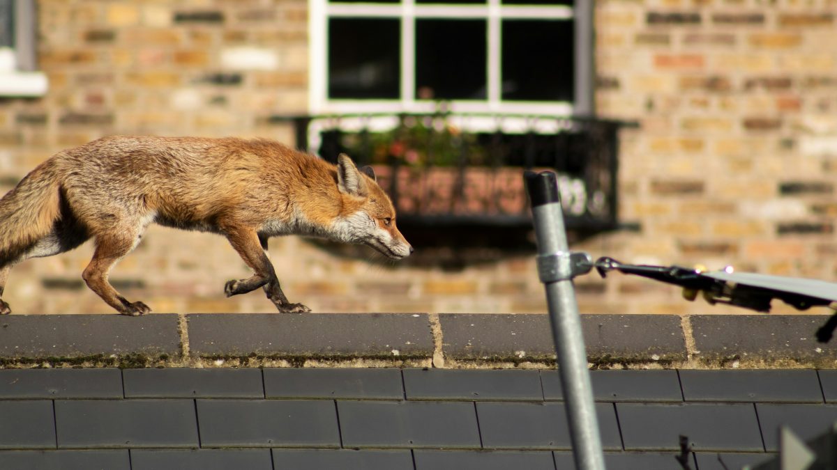 a fox on a roof in an urban environment