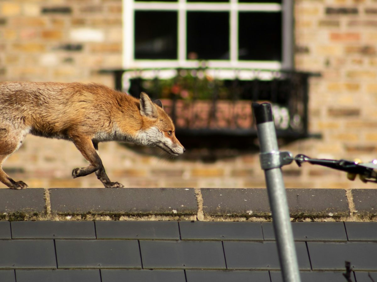 a fox on a roof in an urban environment