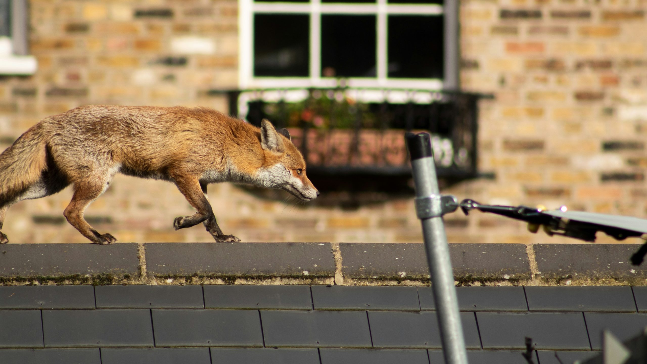 a fox on a roof in an urban environment
