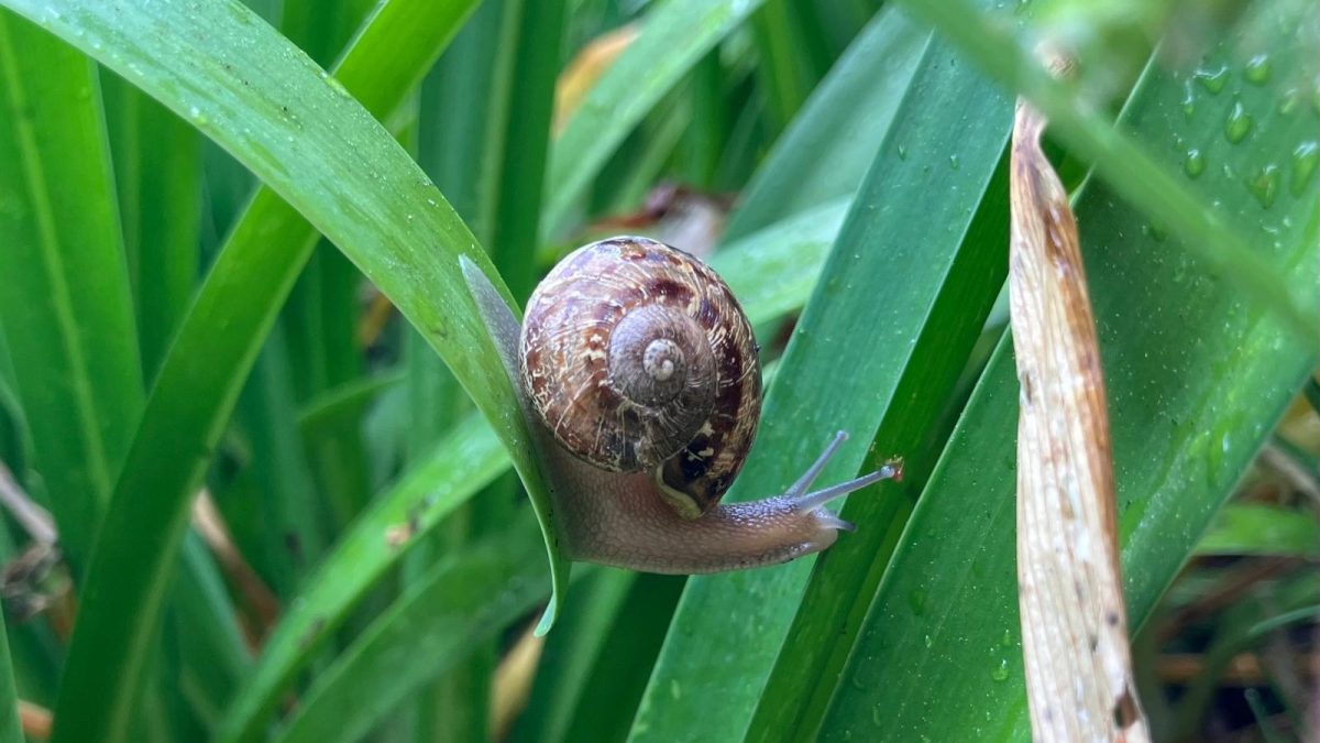 Snail on a leaf.