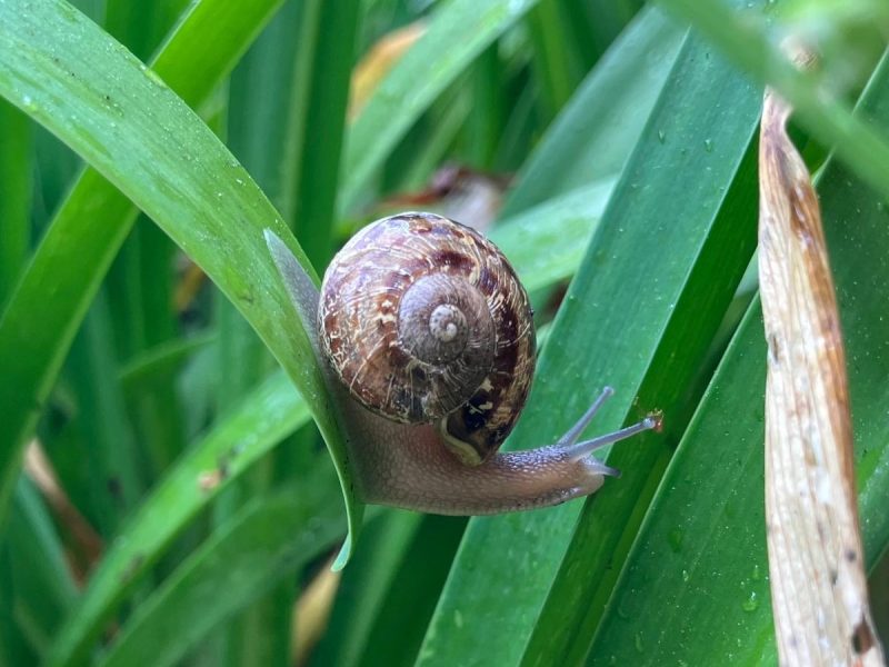 Snail on a leaf.