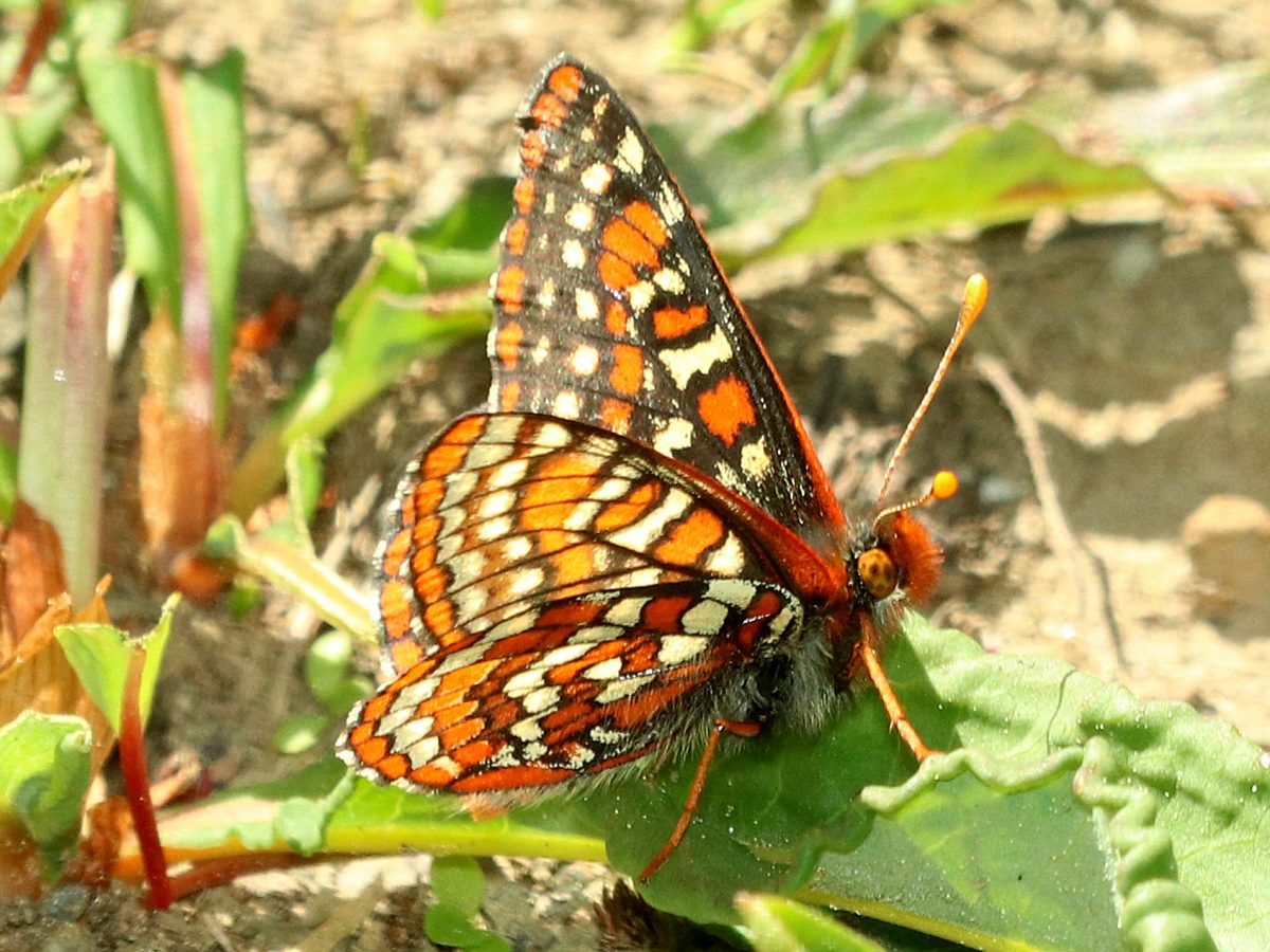 An image of the Edith's Checkerspot butterfly.