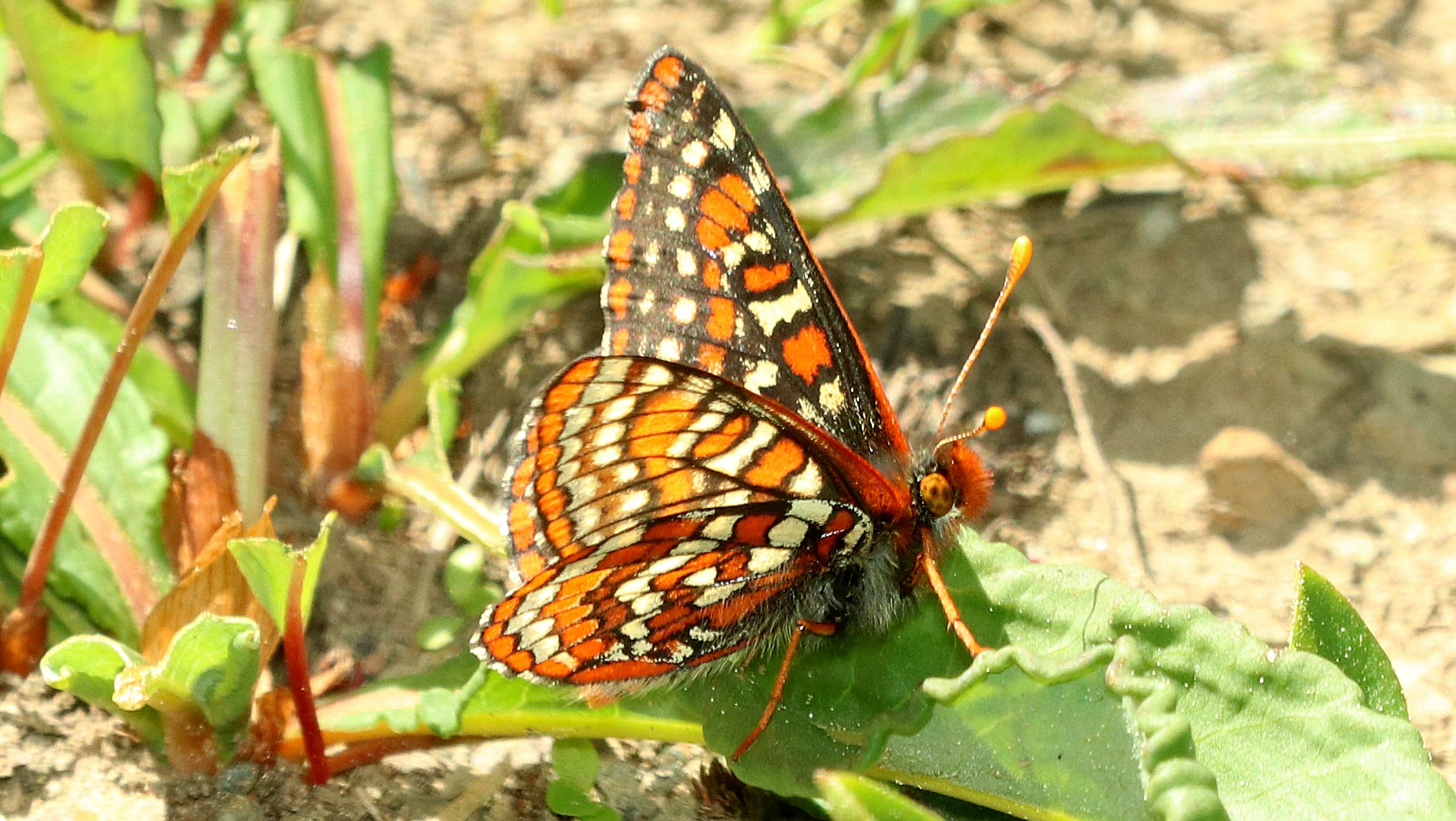 An image of the Edith's Checkerspot butterfly.