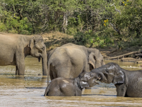 Elephants in Sri Lanka.