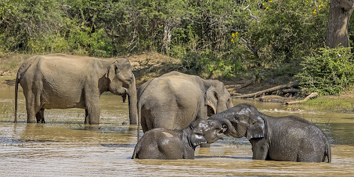 Elephants in Sri Lanka.