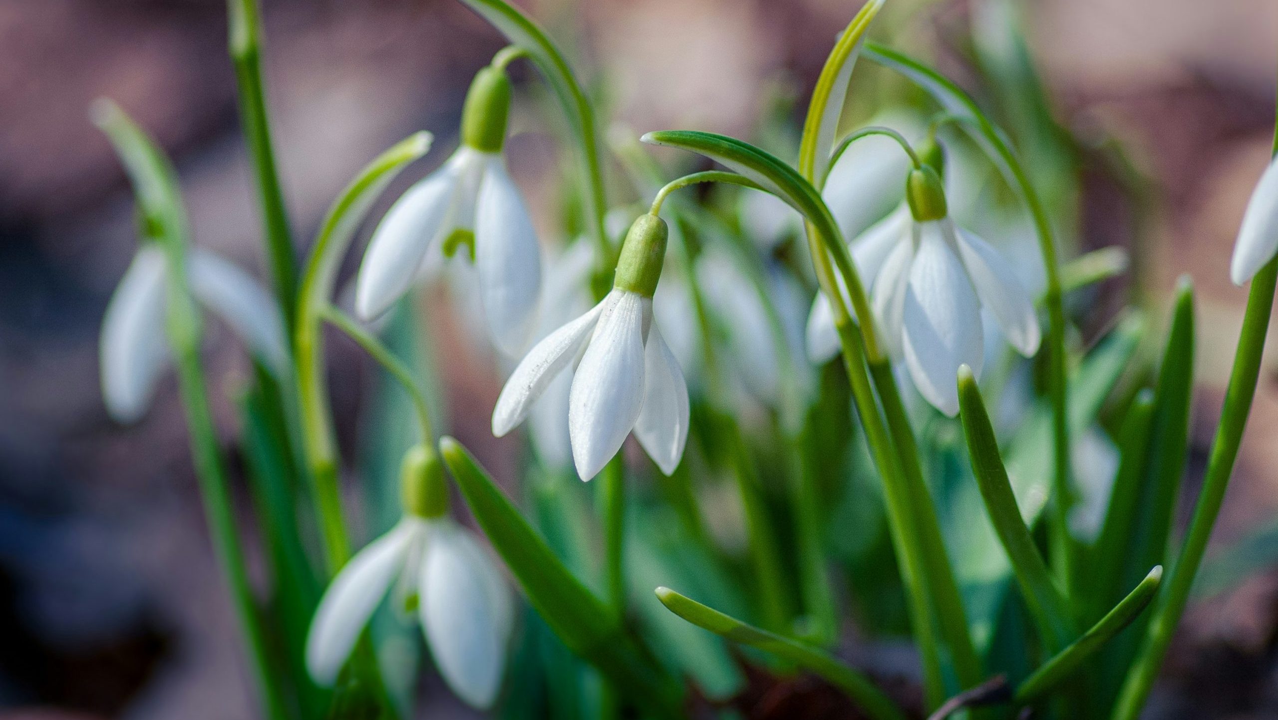 The Snowdrops of Oxford