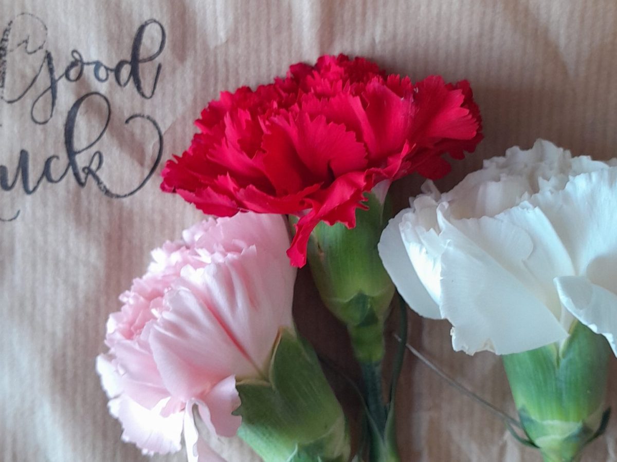 Photo of three different coloured carnations on a brown piece of paper with "Good Luck" typed onto it