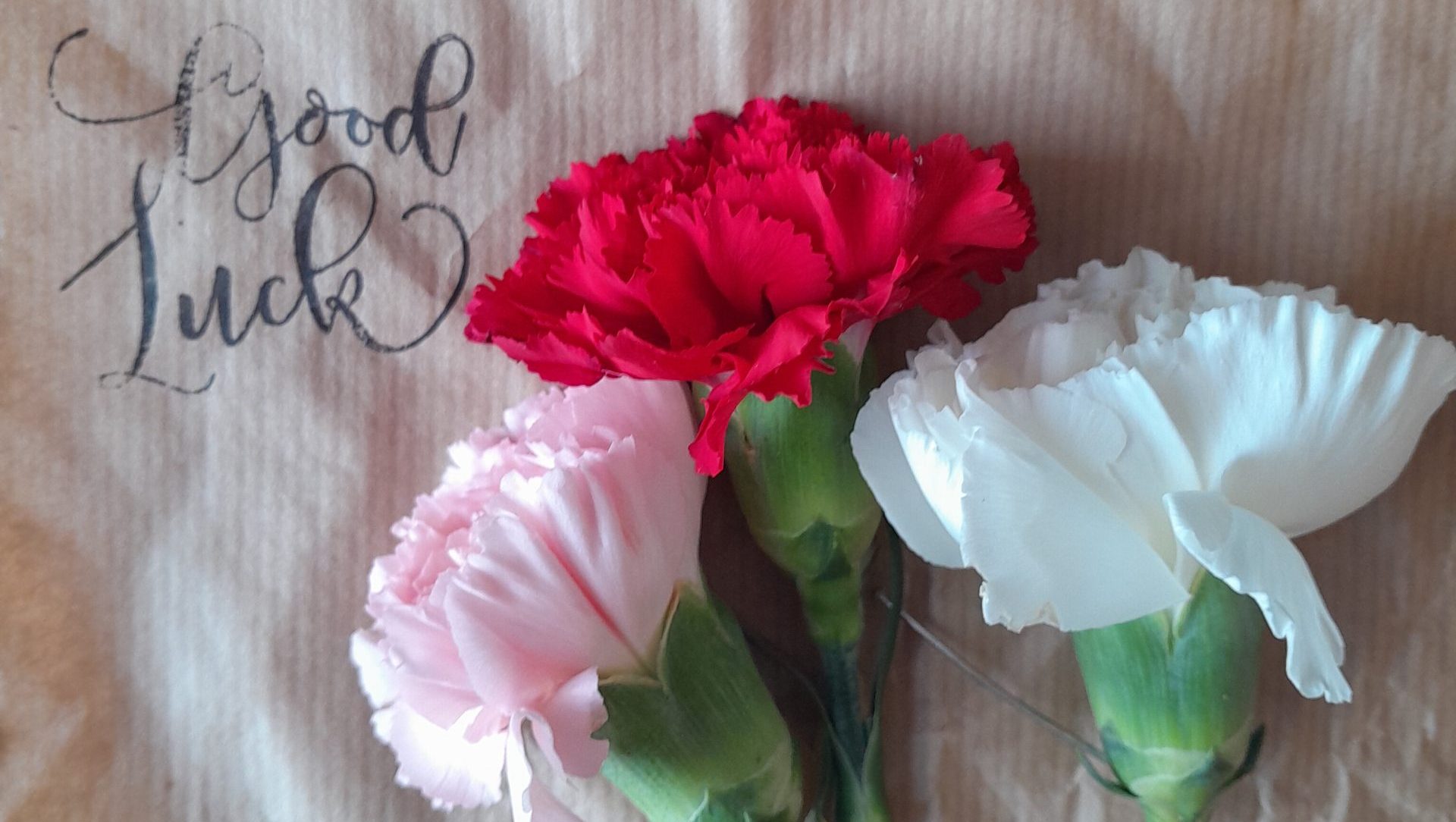 Photo of three different coloured carnations on a brown piece of paper with "Good Luck" typed onto it