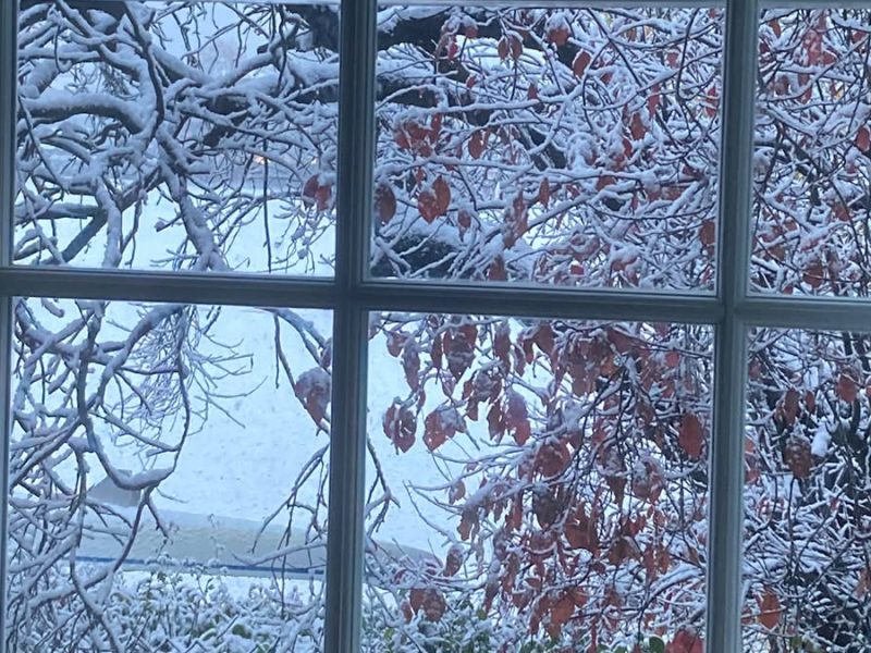 A photo taken of a window from indoors with a frozen tree outside