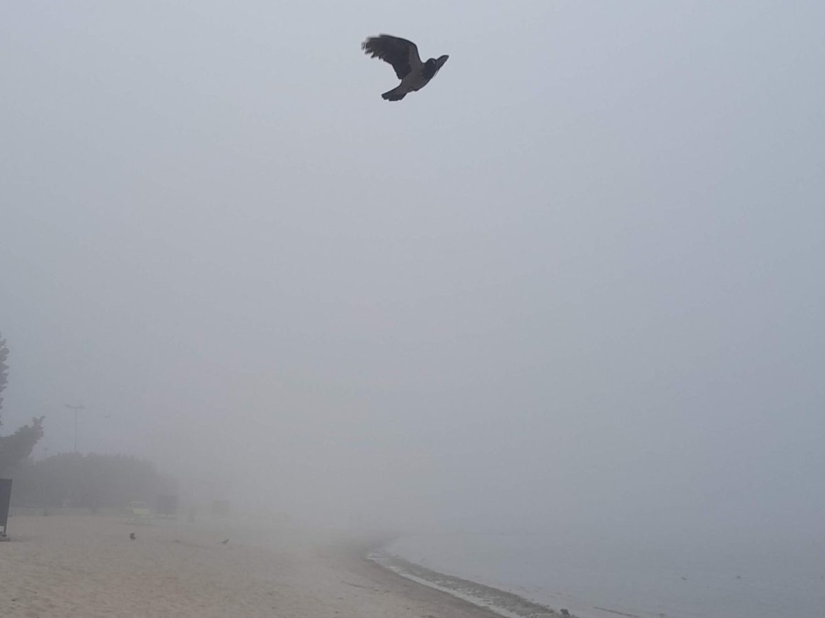 Black bird flying through thick fog over a beach during the day, with a line of trees in the background on the right side