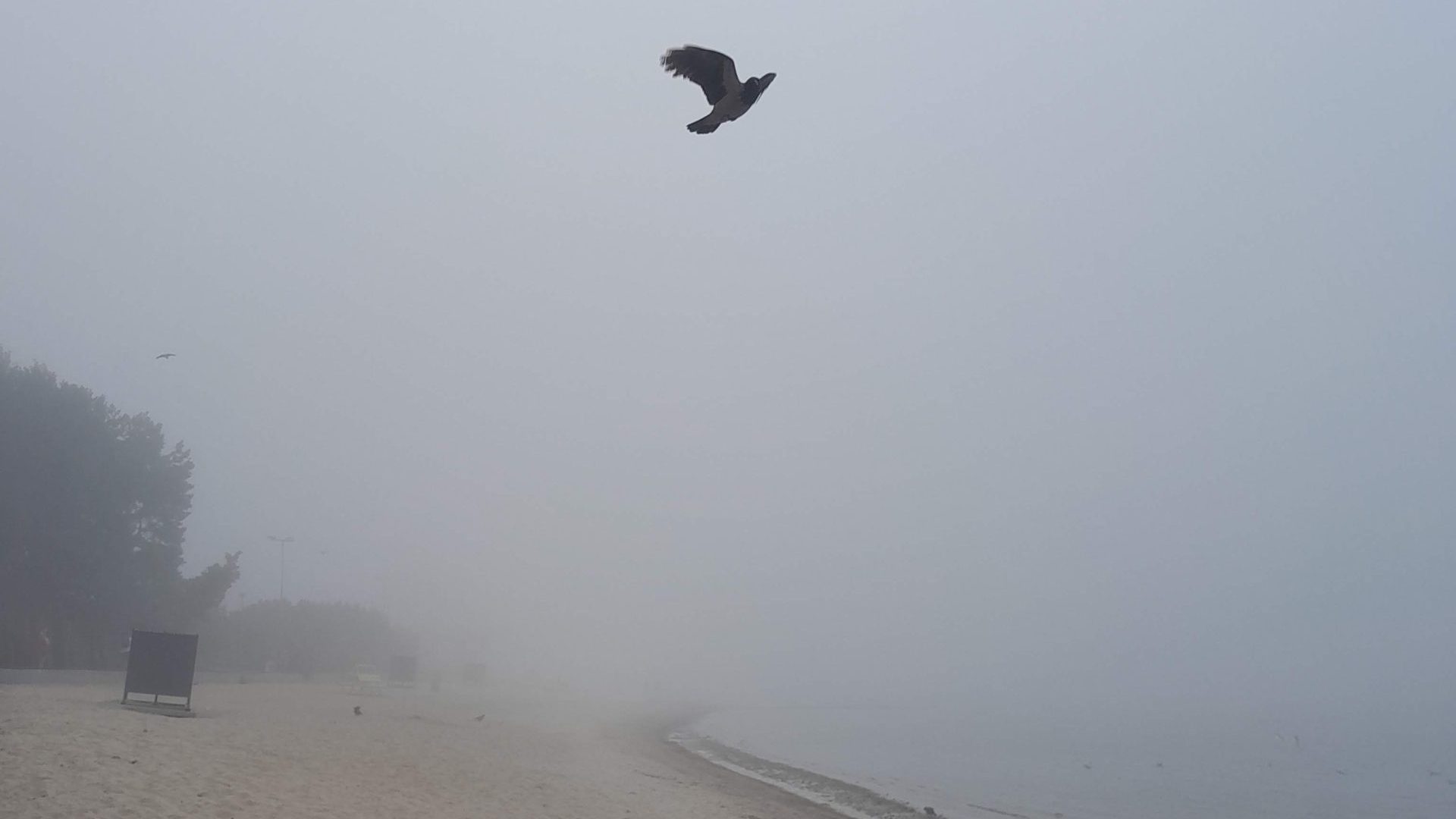 Black bird flying through thick fog over a beach during the day, with a line of trees in the background on the right side