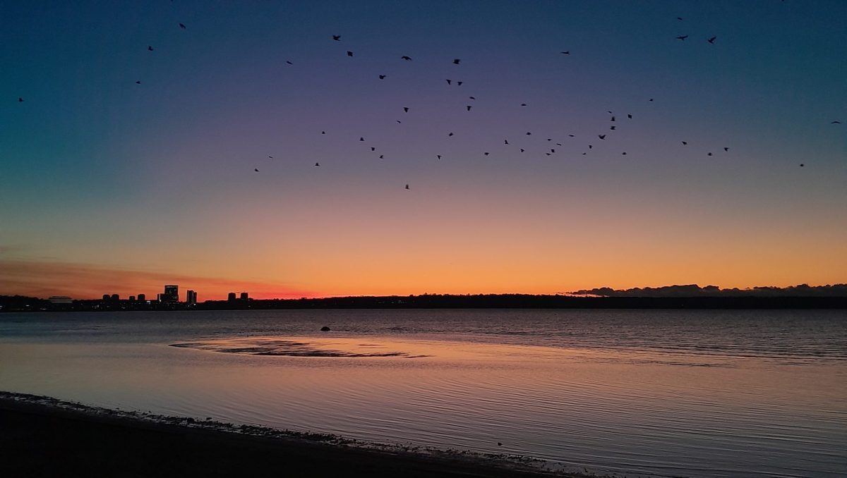 Sunset at a beach in Tallinn as birds fly over