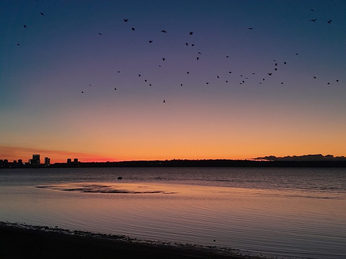 Sunset at a beach in Tallinn as birds fly over