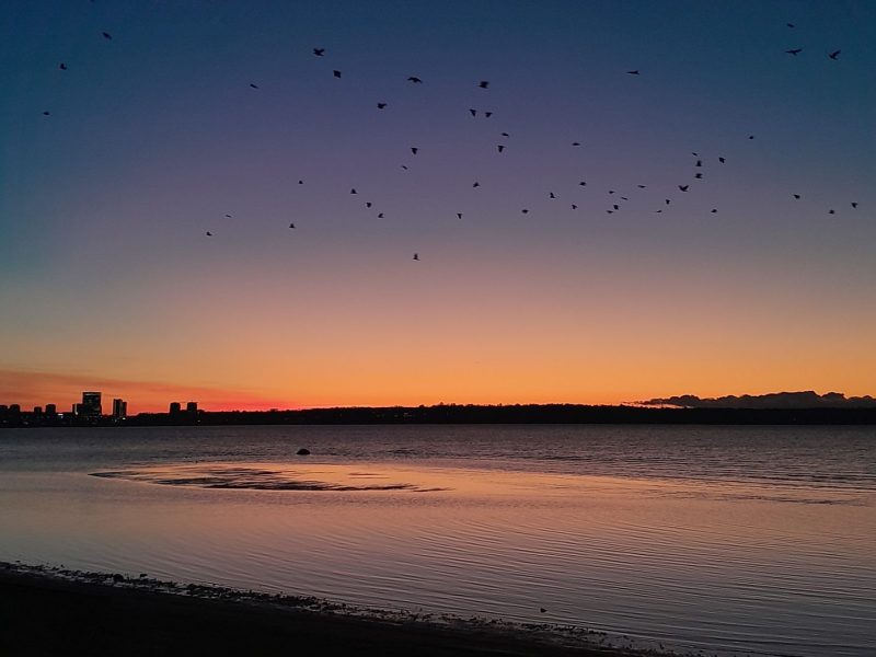 Sunset at a beach in Tallinn as birds fly over