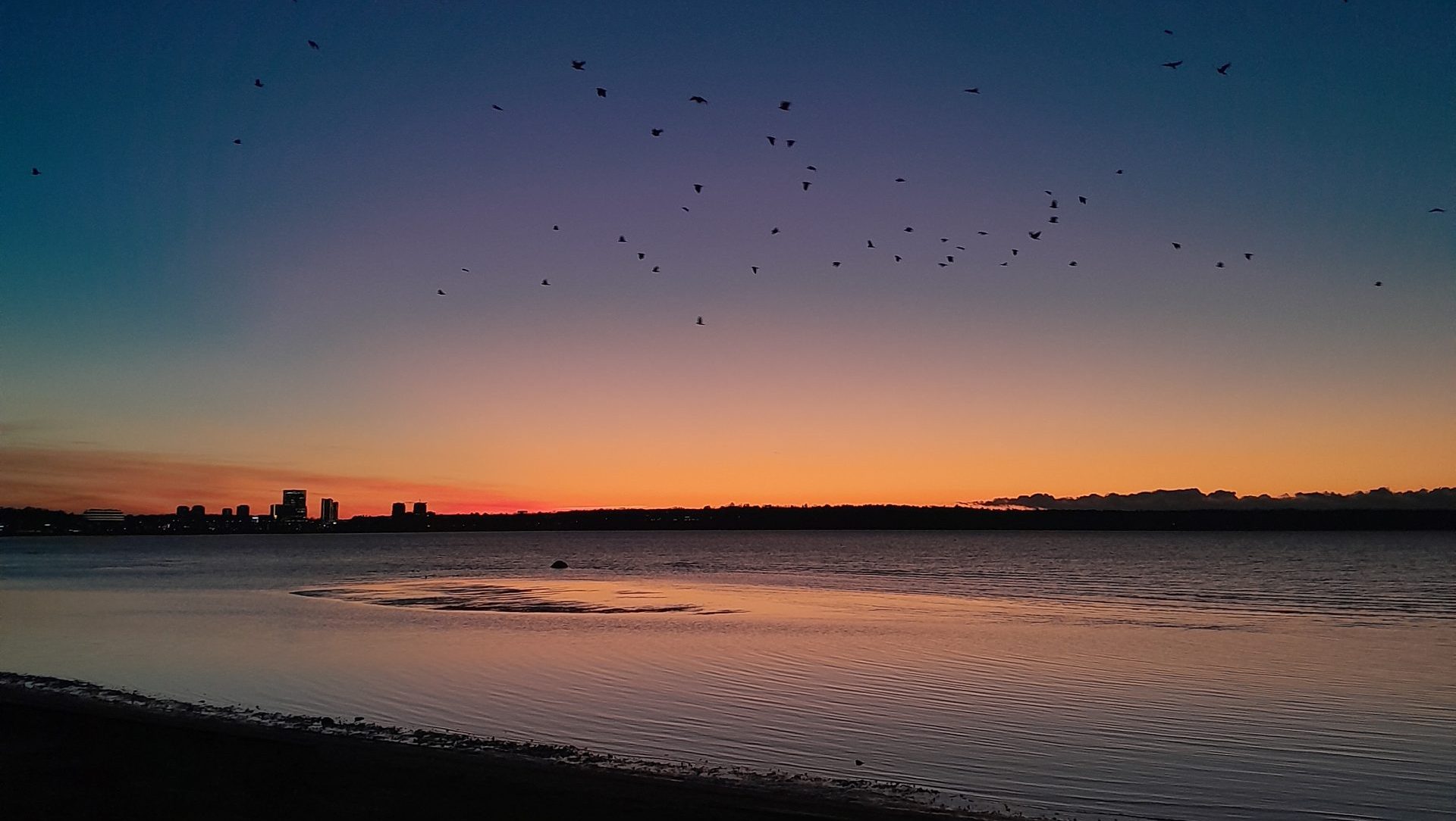 Sunset at a beach in Tallinn as birds fly over