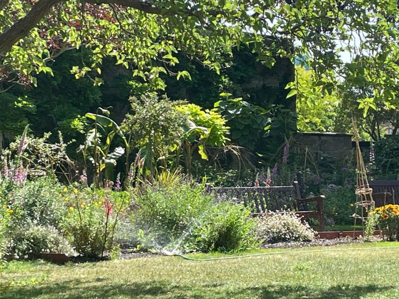 Picture of a garden.