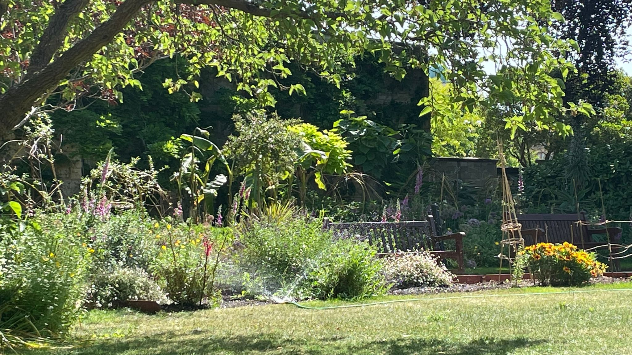 Picture of a garden.
