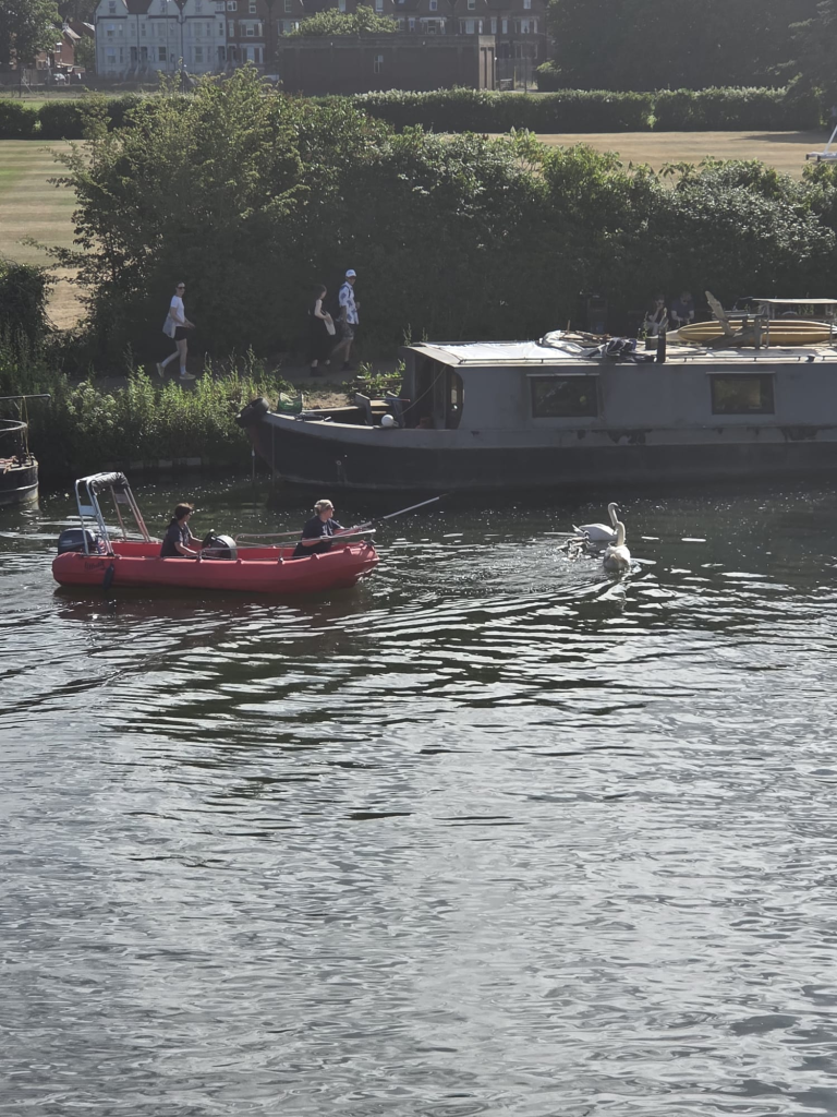 Humans in a boat try to poke a swan family with a pole.