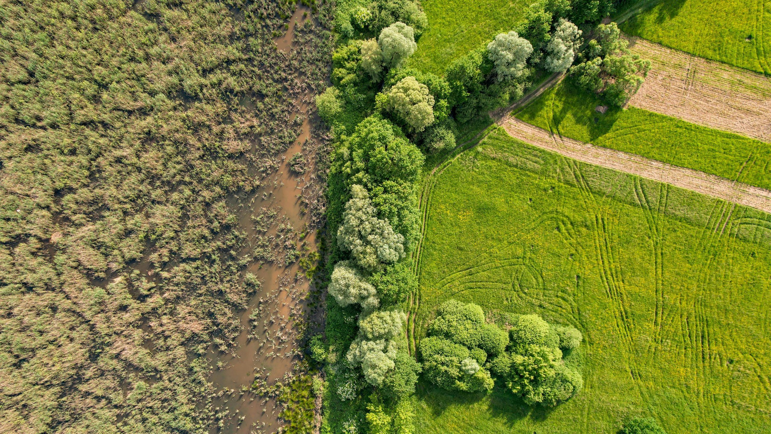 Drone shot capturing lush green fields and trees