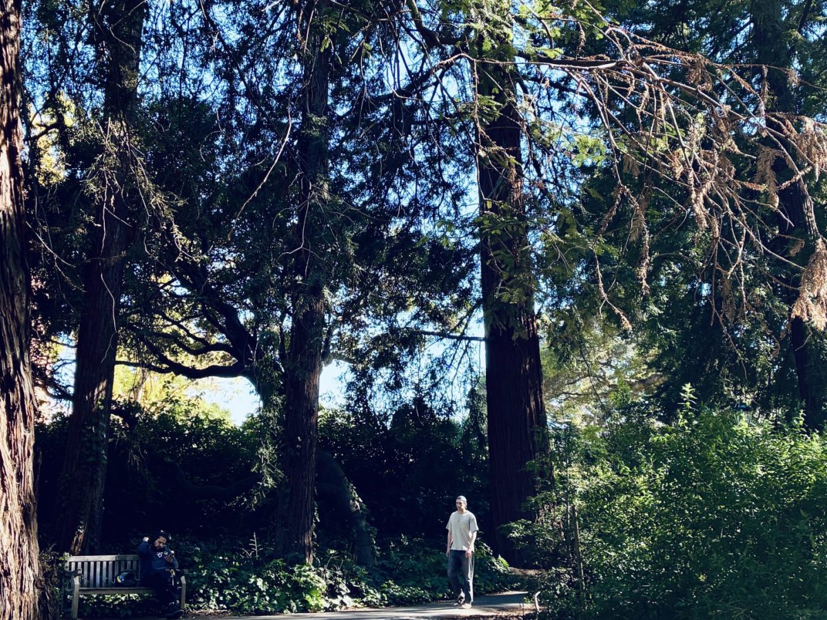 An image of a path through a forest.