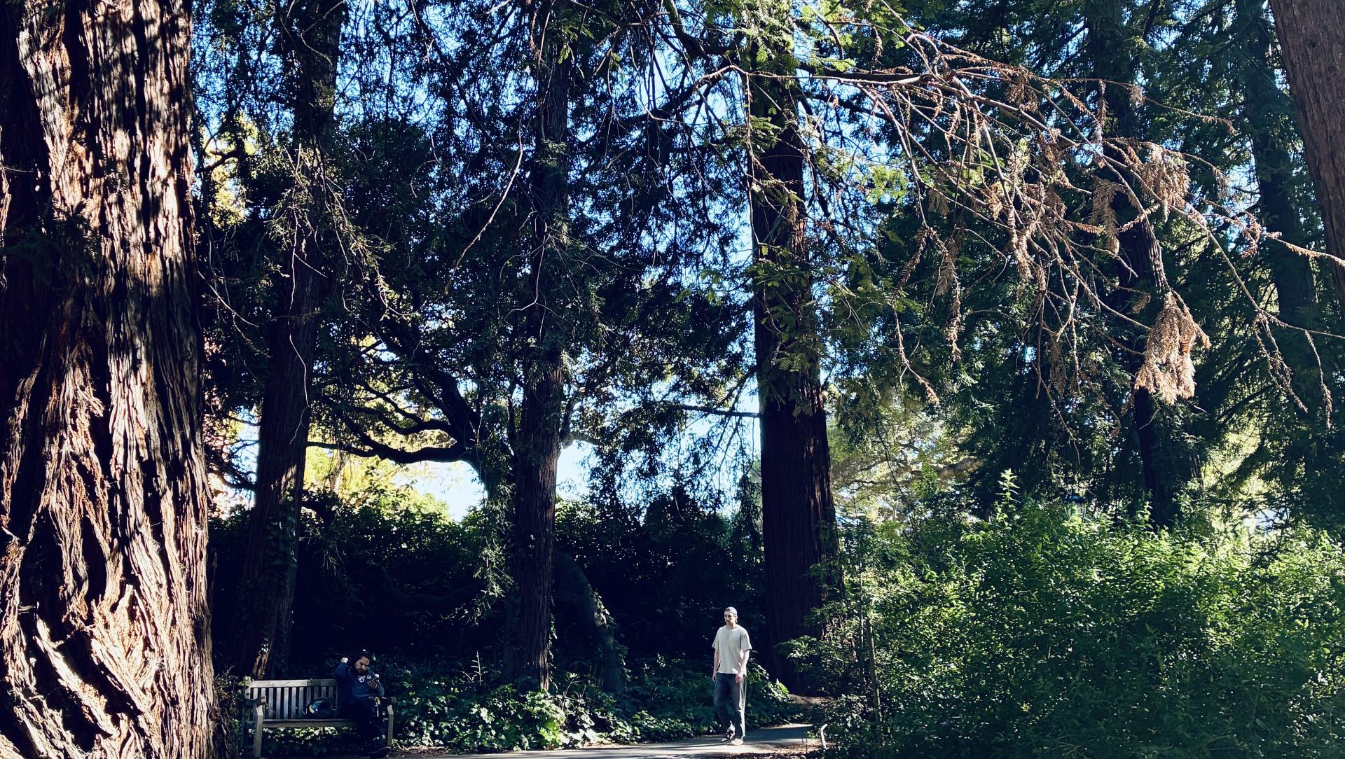 An image of a path through a forest.