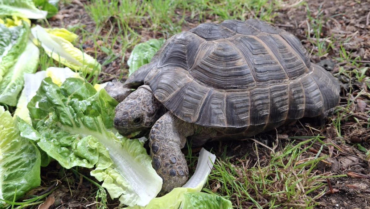 A college tortoise approaches a ring of lettuce.