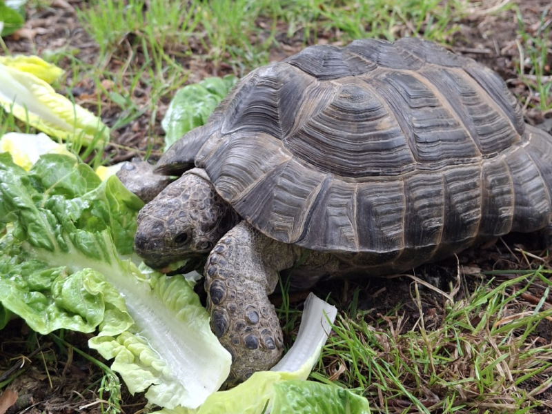 A college tortoise approaches a ring of lettuce.