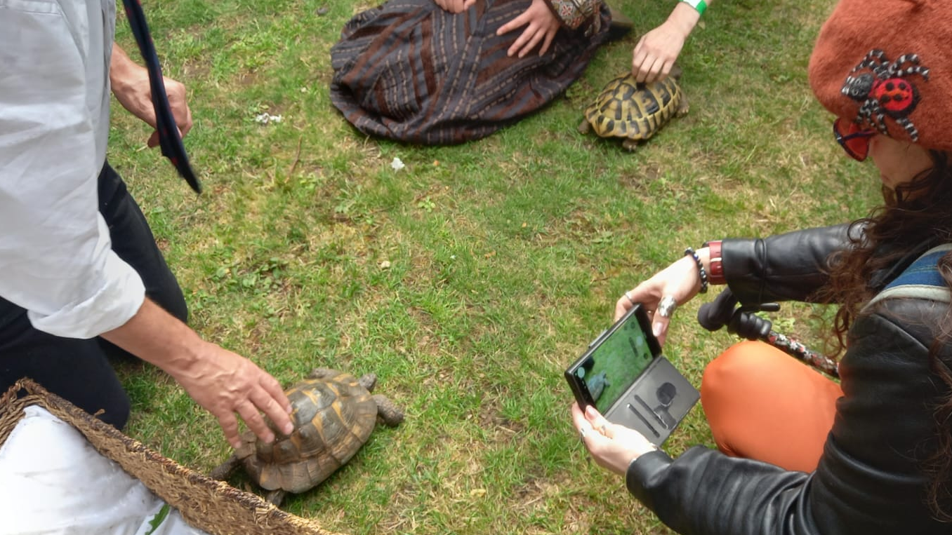 Two tortoises crawl over the grass.