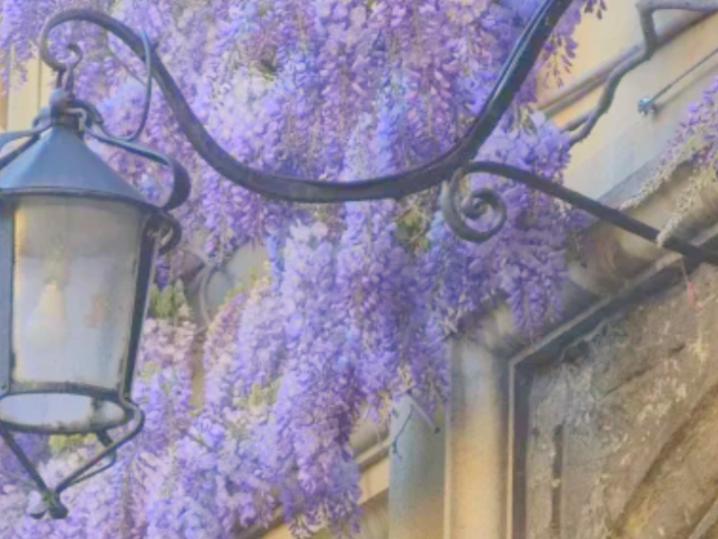 The wisteria on the wall of Jesus College, Oxford.