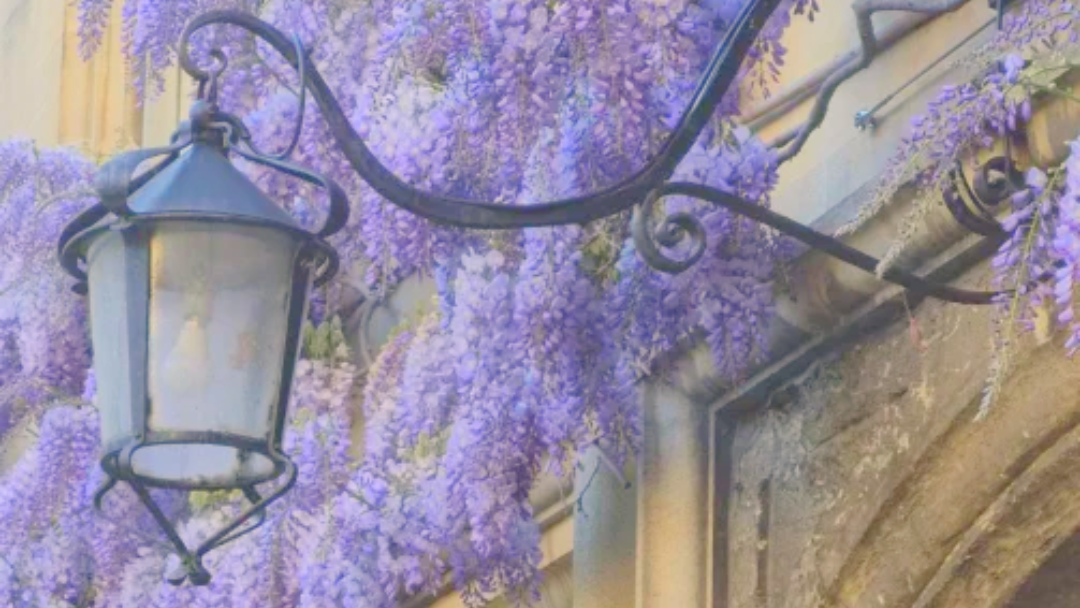 The wisteria on the wall of Jesus College, Oxford.