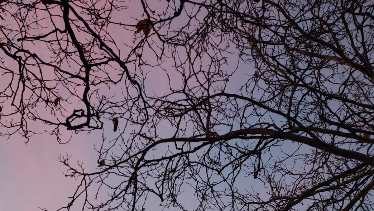 Image of the sky which is pink and blue, at dusk, with the silhouette of tree branches with autumn leaves.