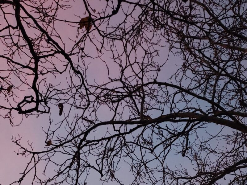 Image of the sky which is pink and blue, at dusk, with the silhouette of tree branches with autumn leaves.