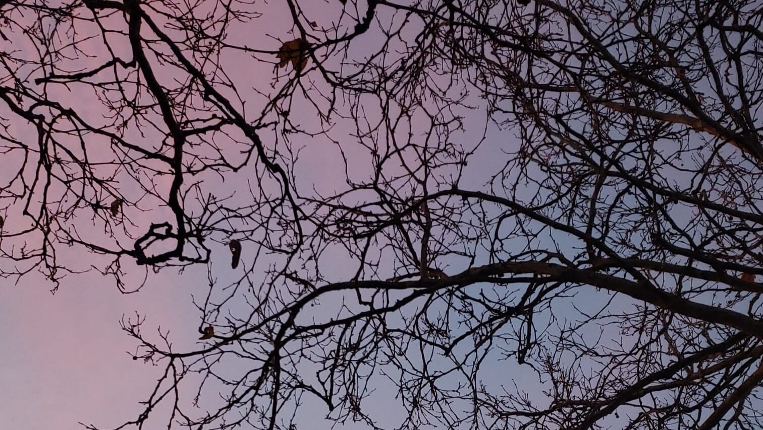 Image of the sky which is pink and blue, at dusk, with the silhouette of tree branches with autumn leaves.
