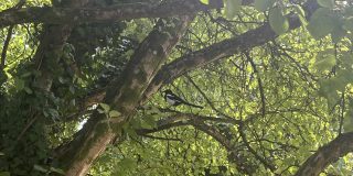 A photo of a magpie sitting in a tree, surrounded by foliage.