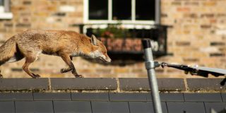 a fox on a roof in an urban environment