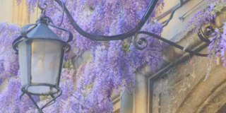 The wisteria on the wall of Jesus College, Oxford.