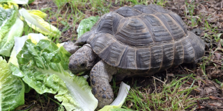 A college tortoise approaches a ring of lettuce.