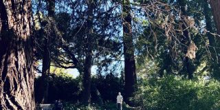 An image of a path through a forest.
